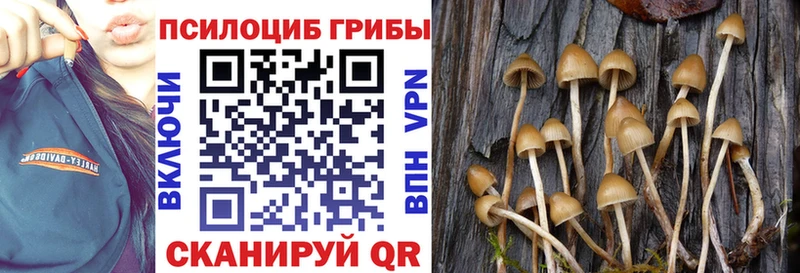 Псилоцибиновые грибы Psilocybine cubensis Новодвинск