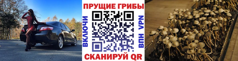 blacksprut зеркало  Новодвинск  Галлюциногенные грибы мицелий 